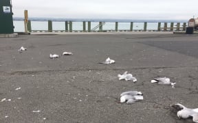 At least nine red-billed gulls were killed this morning.