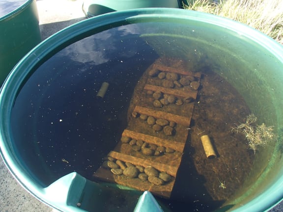 View into an experimental pond.