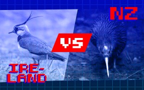 Image is like a computer graphic fighter versus set up. There's a northern lapwing on the left with the word Ireland. Vs in the middle, and on the right a picture of the kiwi but NZ over it.