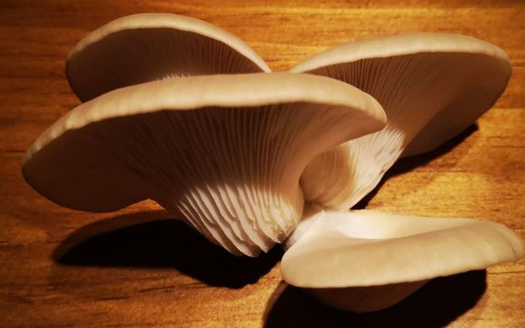 NZ native oyster mushrooms (pleurotus pulmonarius)