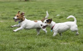 Dogs running on green grass
