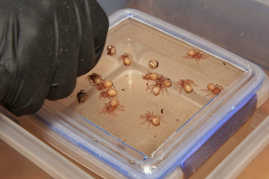 The new tarantula babies at Wellington Zoo.