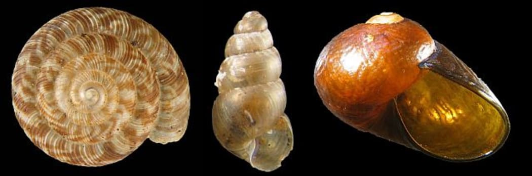 A selection of New Zealand land snails, showing a variety of patterns and shapes. From left to right, Phenacohelix lucetta, Tubuaia novoseelandica and Wainuia urnula, which is one of our largest land snails. It can be 2-3 cm across, and hunts amphipods.