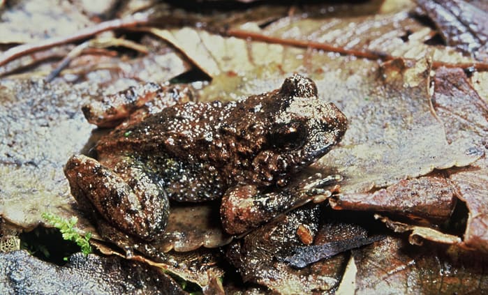 Hotchstetter's Frog