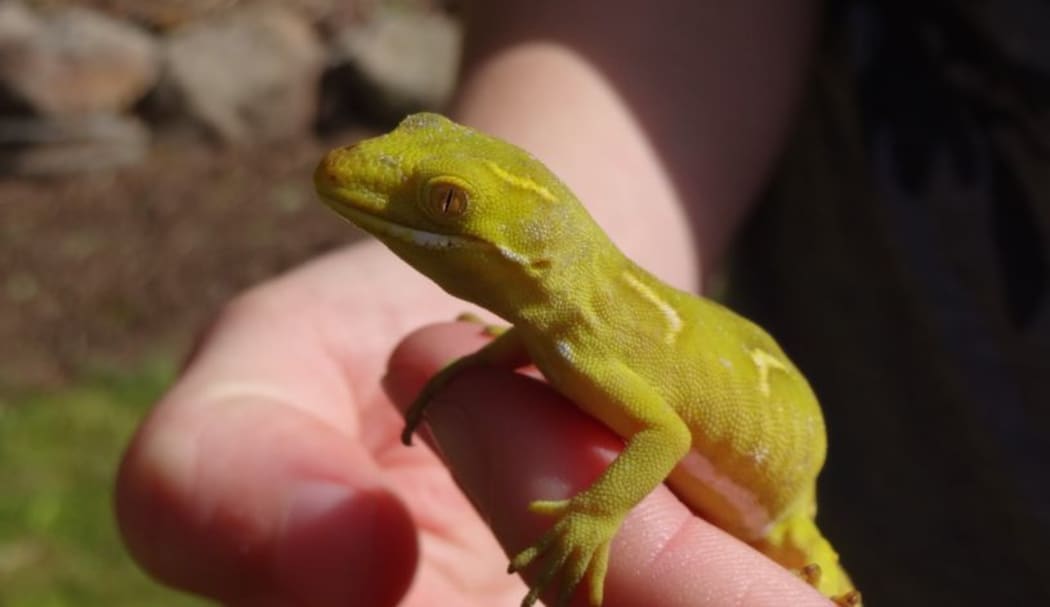 EcoGecko herpetologist Ayla Wiles holding Big Green, an Auckland green gecko, which is found only in the northern half of the North Island.