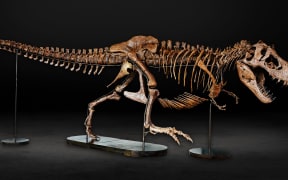 Barbara, an adult T-rex fossil, will be on display at the Auckland Museum from 2 December 2022.