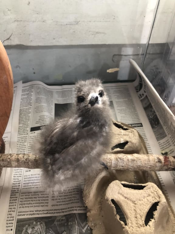 A Kakaia chick.
