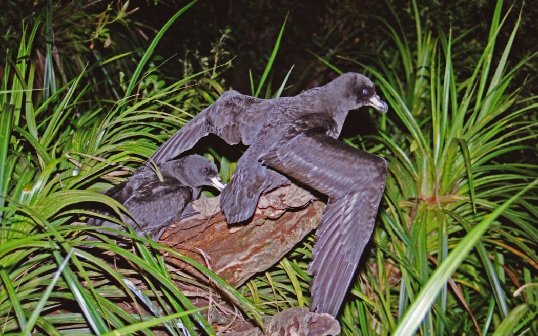 Westland Petrels prepare to take off from a raised launch site in their forested breeding grounds