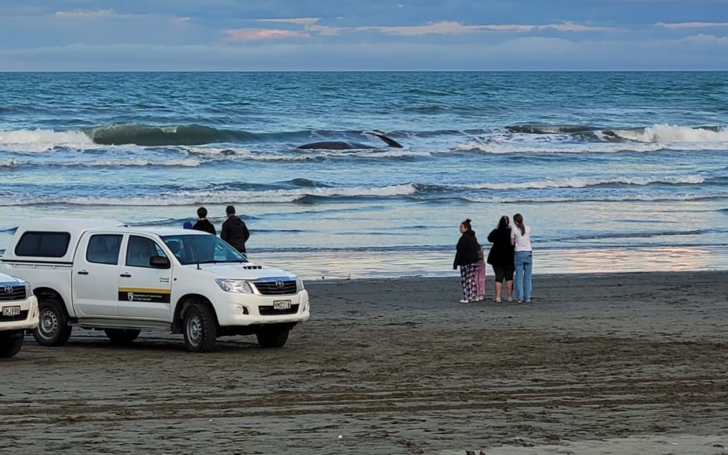 Whale stranding at a Christchurch beach