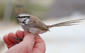This undated handout from the NSW National Parks and Wildlife Services released on June 27, 2020 shows a grey grasswren at Narriearra Station, a 153,415-hectare (379,000 acres) property in Australia's far northwest New South Wales. -