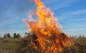 burning weeds