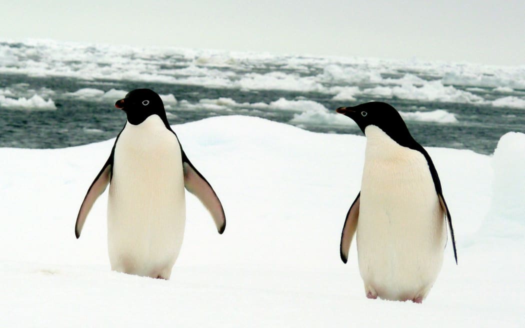 A pair of Adélie penguins