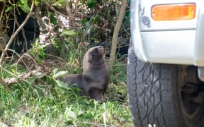 A sea lion pup in Dunedin