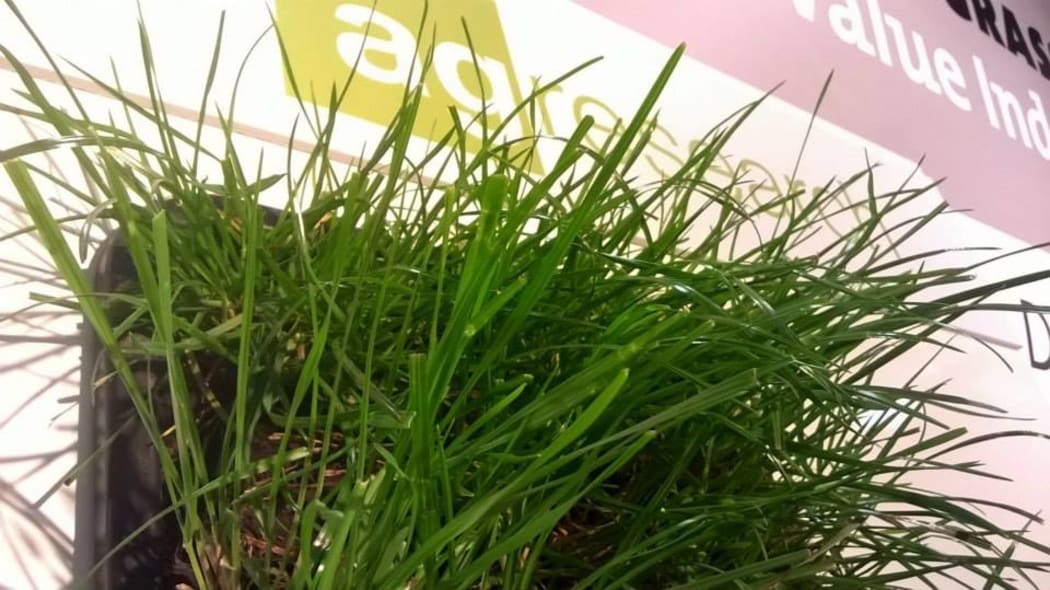 A ryegrass cultivar at the AgResearch stand at the 2015 Fieldays.