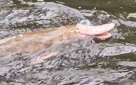 Cody Stylianou captured footage of an albino-looking pink platypus in September 2025.