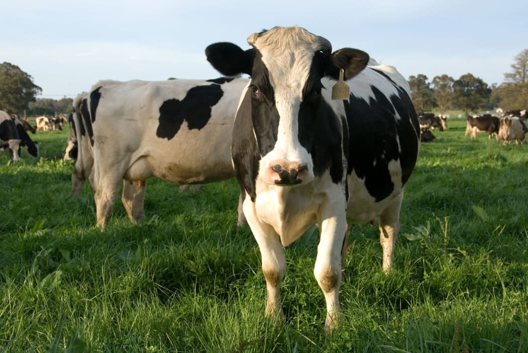 Careful with those cows | RNZ News