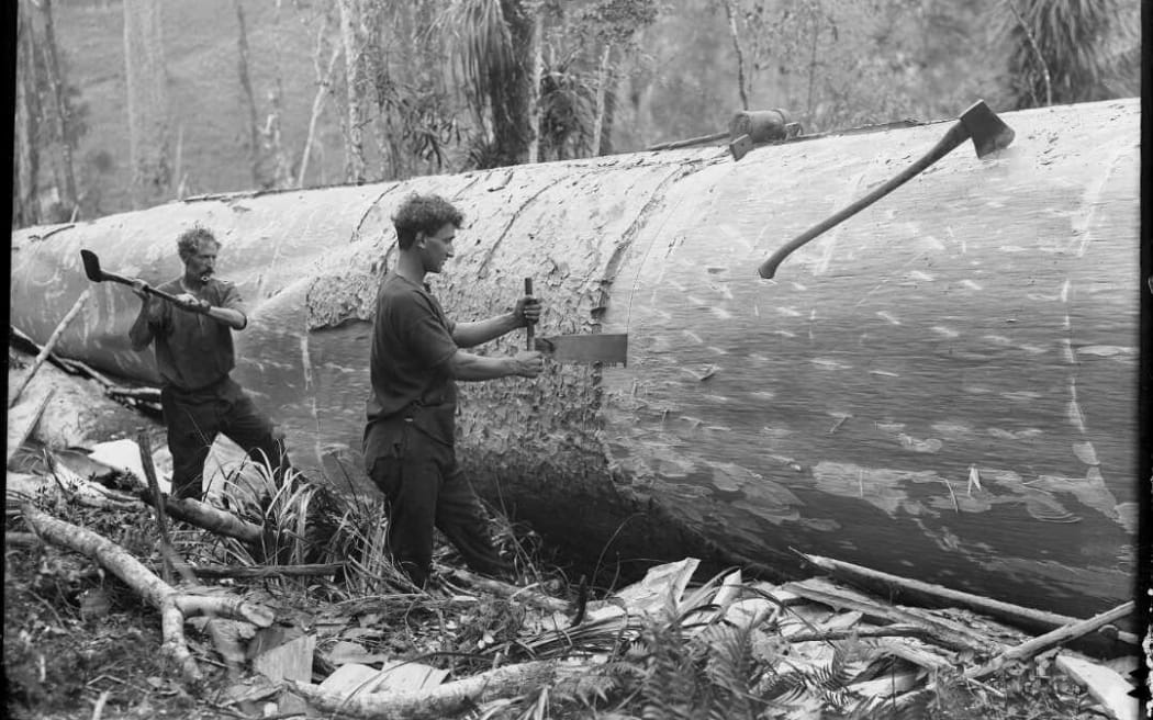 Timber workers cutting up a kauri log.