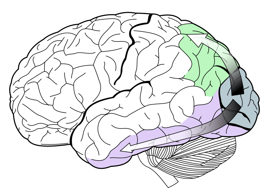 Brain illustration