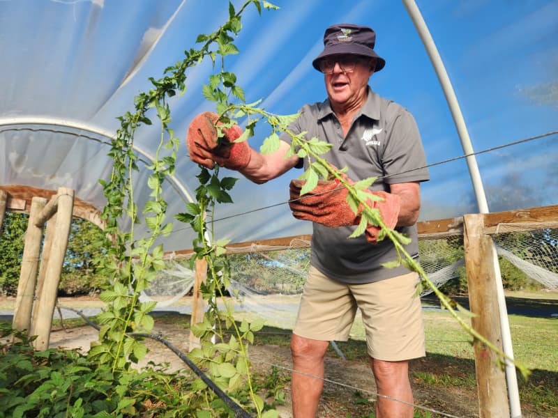 Bob Teal wears heavy duty gloves to tie up the thorny canes
