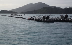 A mussel farm in Forsyth Bay in Pelorus Sound.