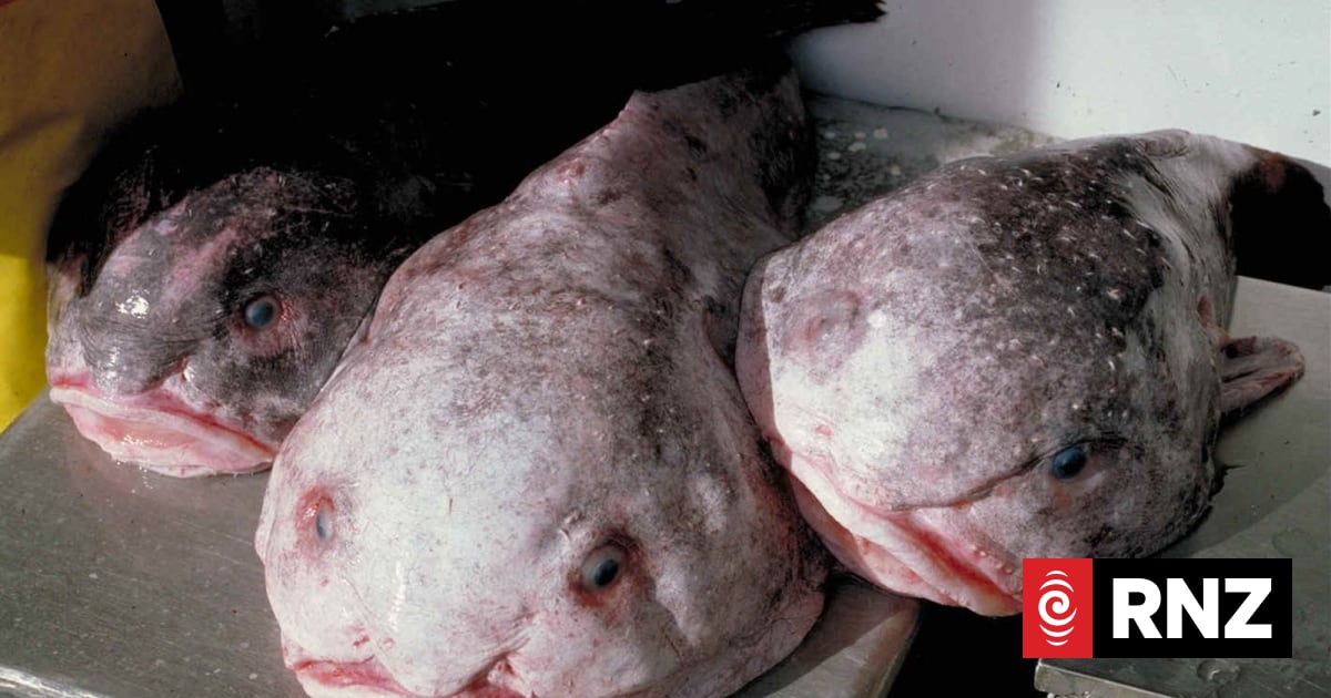 Blobfish overcomes notoriety as ‘world’s ugliest animal’ to win New ...
