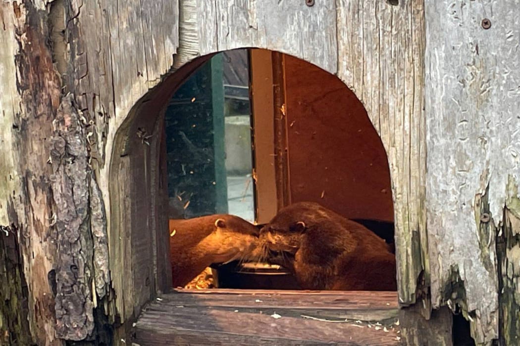 Otters in love.