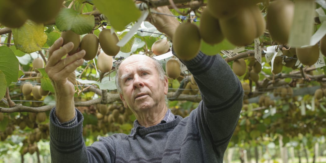 Russell Lowe working on the Plant and Food Research kiwifruit research orchard.