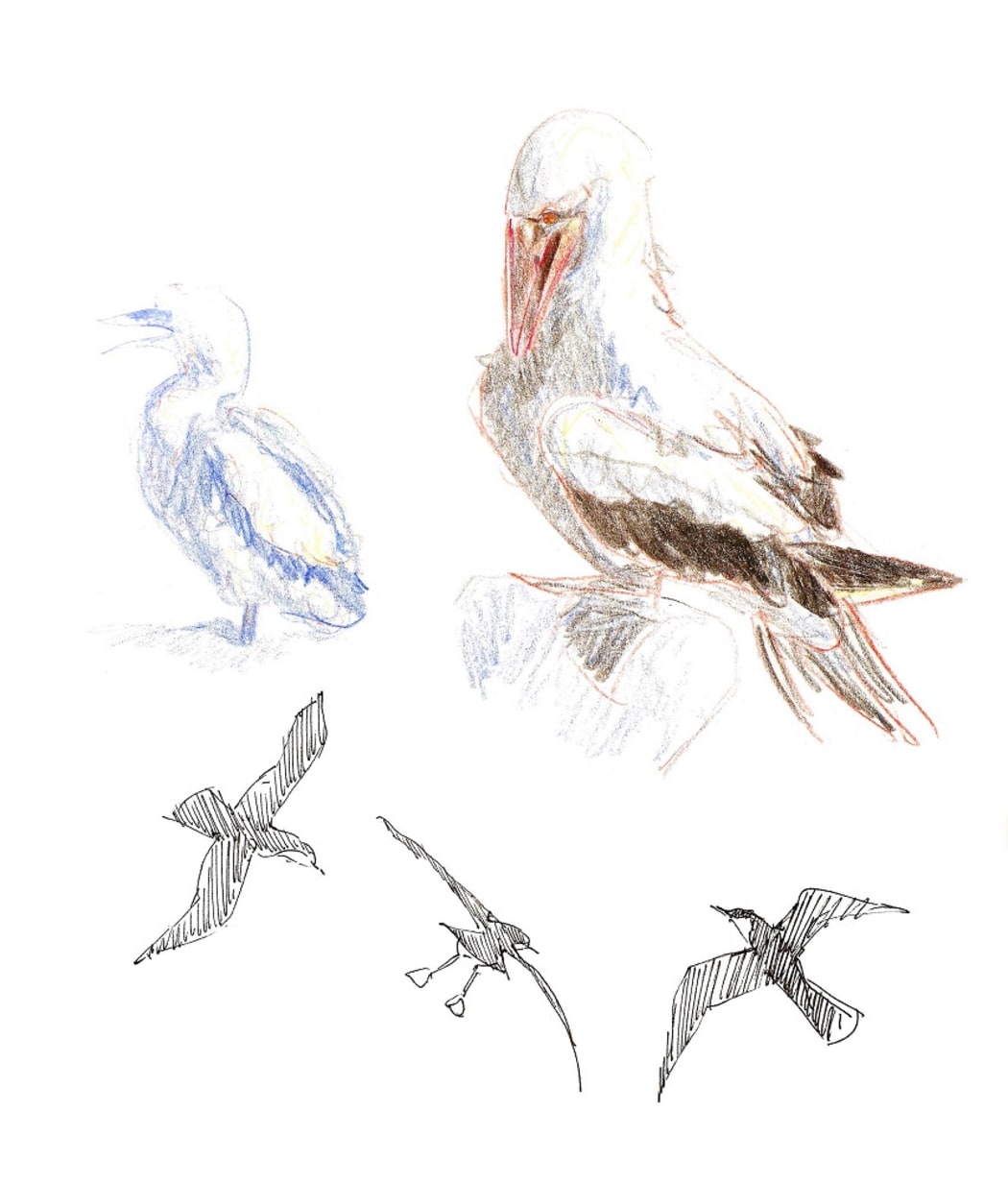Nazca boobies and Galapagos shearwaters