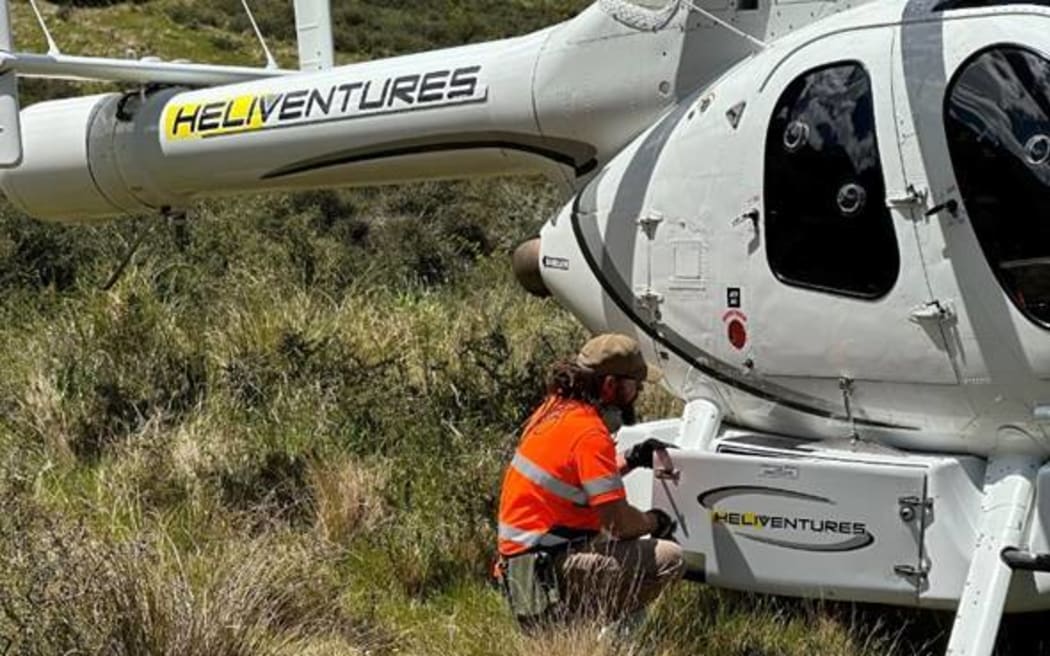 'Seeker' wallabies being dropped off in South Canterbury