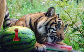 Sumatran tiger cub Cahya get stuck into her first birthday watermelon.
