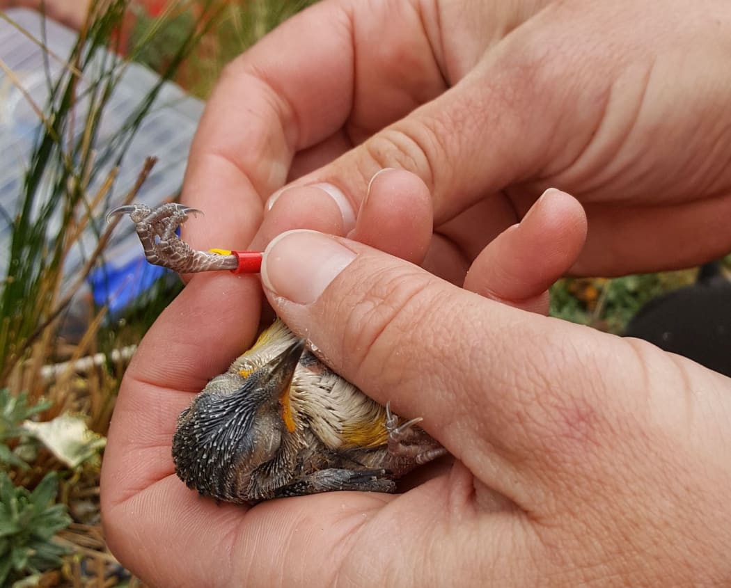 Fitting a fledgling rock wren with coloured plastic leg bands. Rock wrens have no down so they are naked for the first few days until their feathers start to grow.