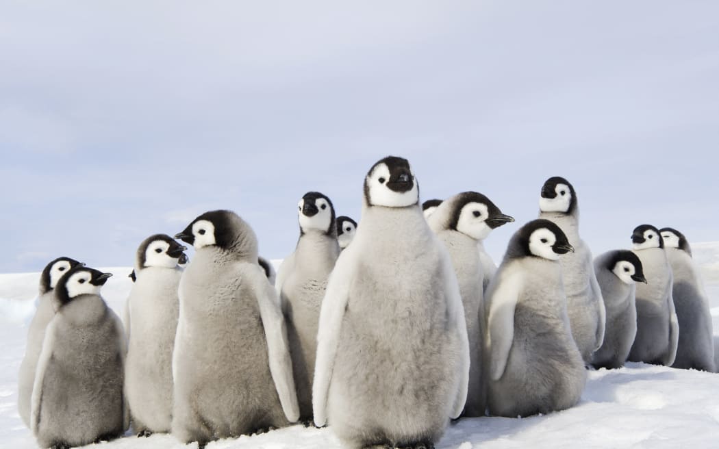 [Weddell Sea, Snow Hill Island, Antarctica] A nursery group of Emperor penguin chicks, huddled together, looking around.  A breeding colony. (Photo by David Schultz / Mint Images / Mint Images via AFP)