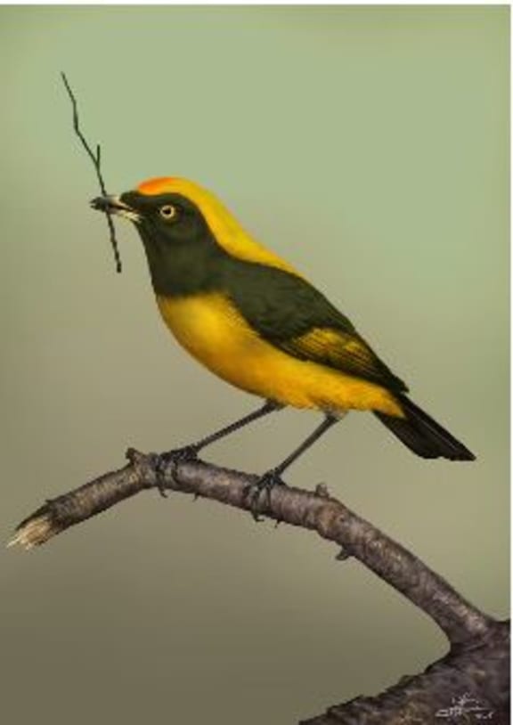 An artist’s impression of the bowerbird that may have once lived in New Zealand.