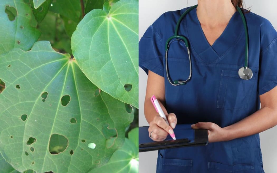 According to a new study, Māori want mainstream doctors to collaborate more with traditional rongoā Māori healers
