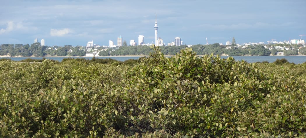 Motu Manawa, the island of mangroves, is a nature reserve within view of Auckland's downtown.
