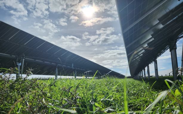 Sheep are used as a tool for managing the vegetation growing between the solar panels at Lodestone’s Kohirā Solar Farm