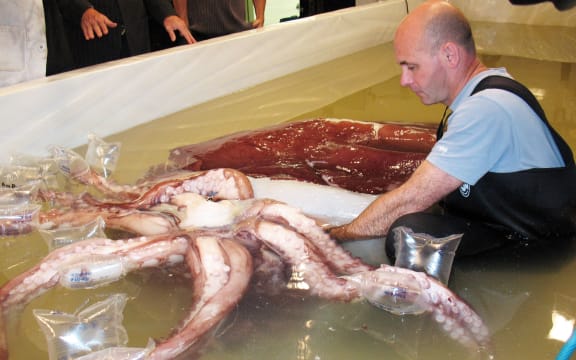A file picture showing Te Papa technician Mark Fenwick defrosting a 495 kilogram colossal squid in 2008.