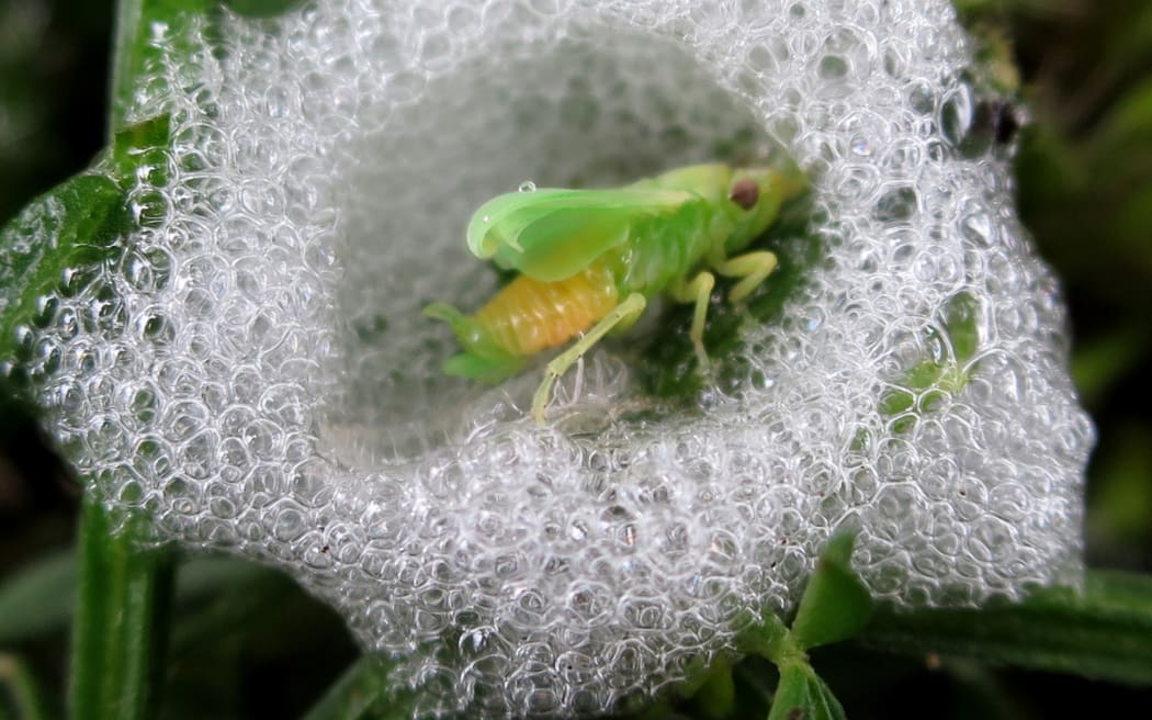 Spittlebug