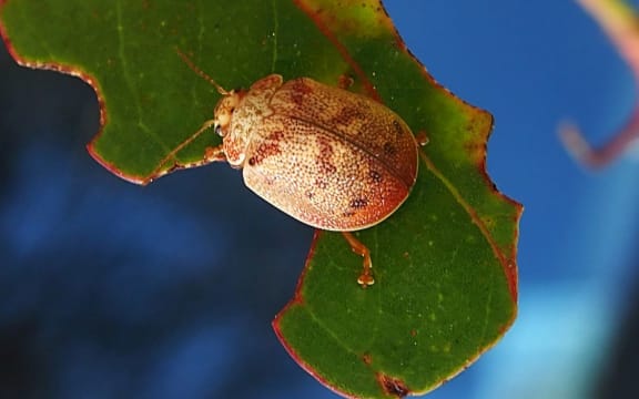 Eucalyptus tortoise beetles are a problem in eucalypt plantations in New Zealand where they defoliate the leaves of a few species.