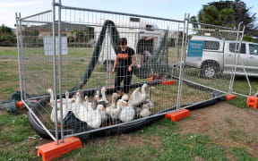 HUHA founder Carolyn Press-McKenzie with some of the captured feral geese at Waikanae’s Waimanu Lagoon.