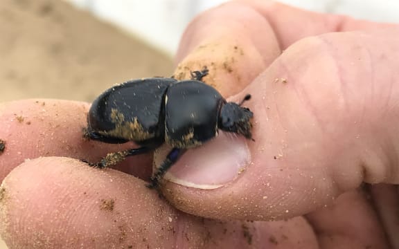 A dung beetle