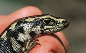 The Otago Skink