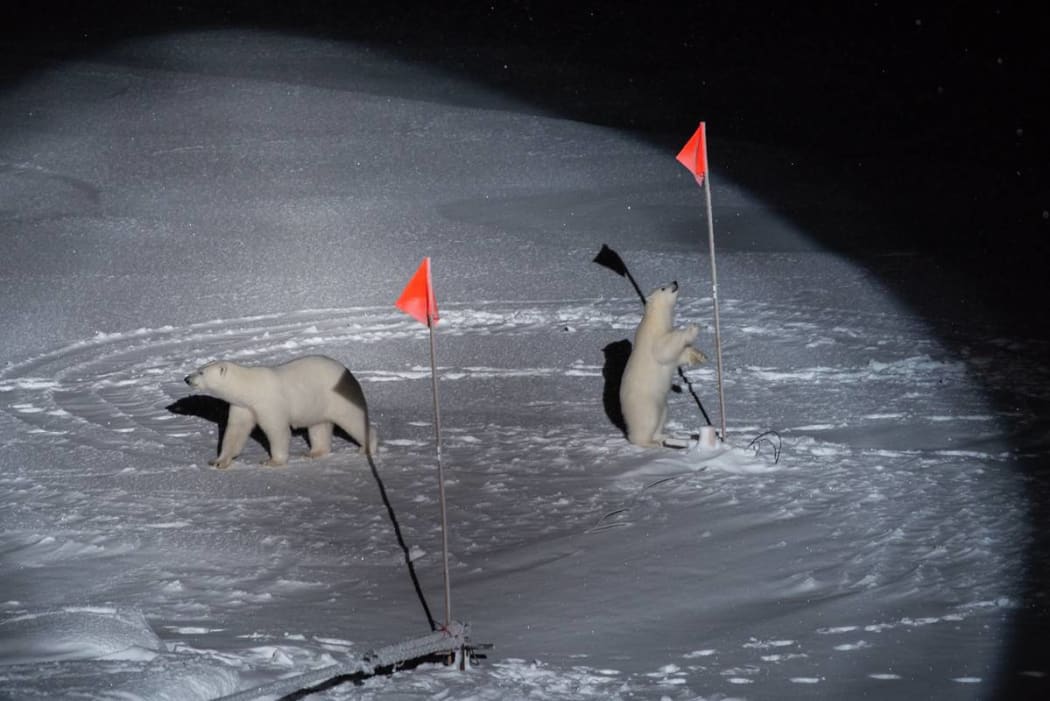 Polar bear mom and cub visit the ice floe.