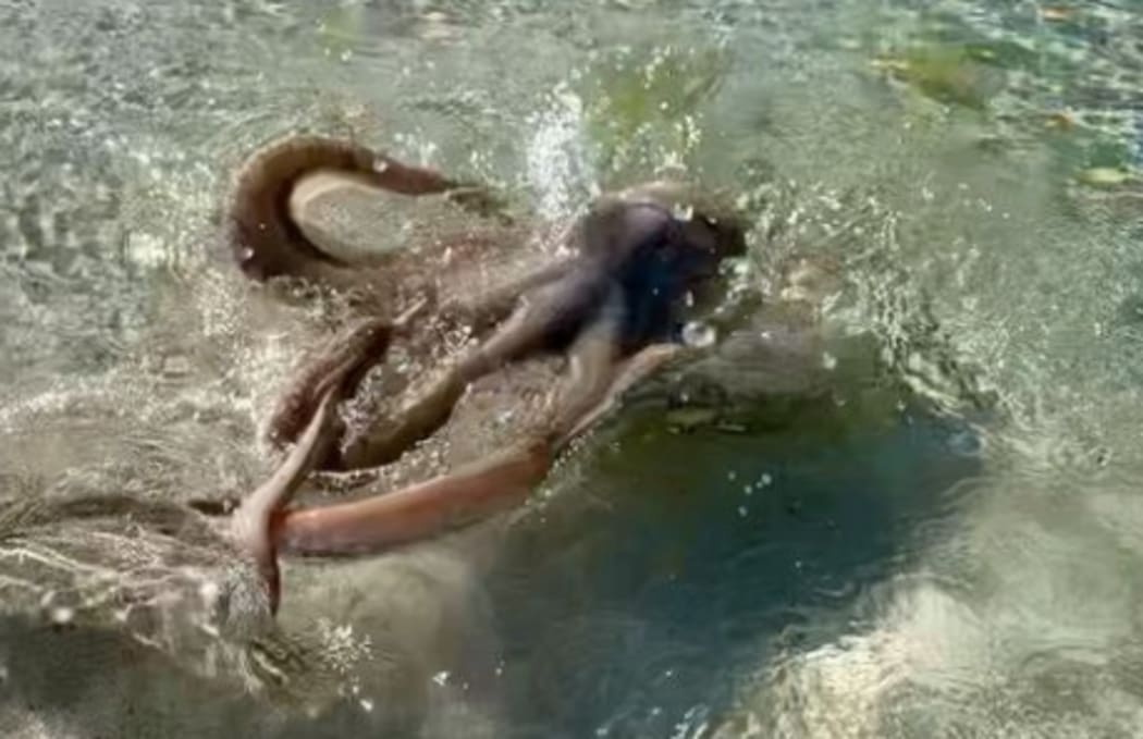 Lance Karlson says the octopus lashed out at him and his daughter