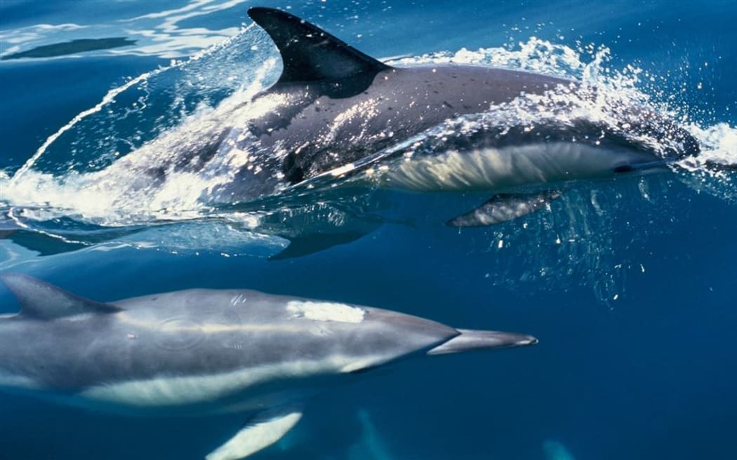 Two dolphins swimming on the ocean surface