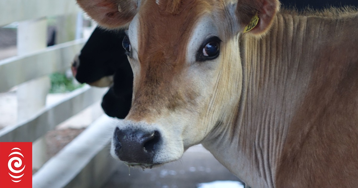 NZ's dairy cow population on the rise | RNZ News