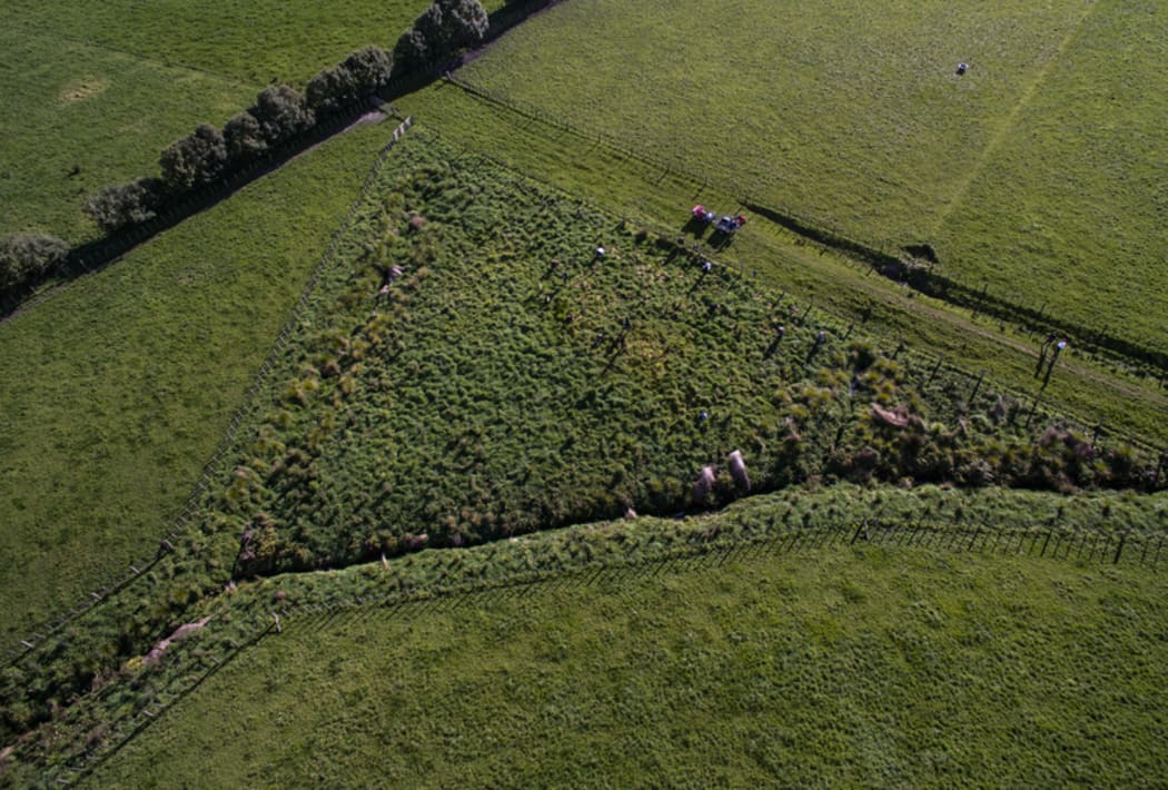Million Metre volunteers work on a catchment area planting native trees.