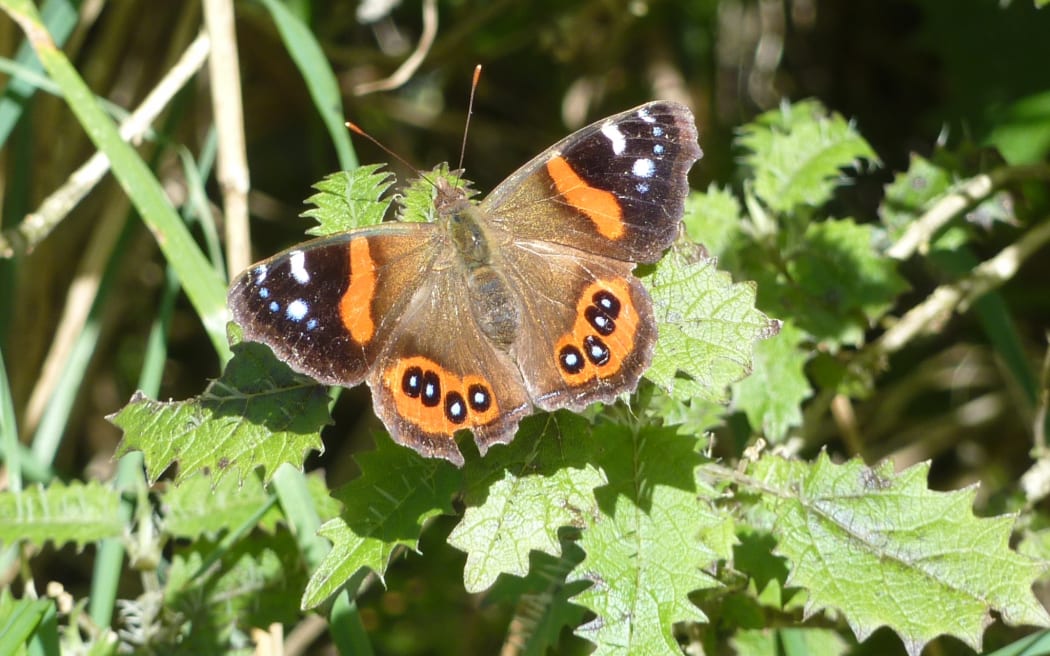 Ongaonga is not all bad news. The stinging nettle is the main food plant for native red admiral butterflies.