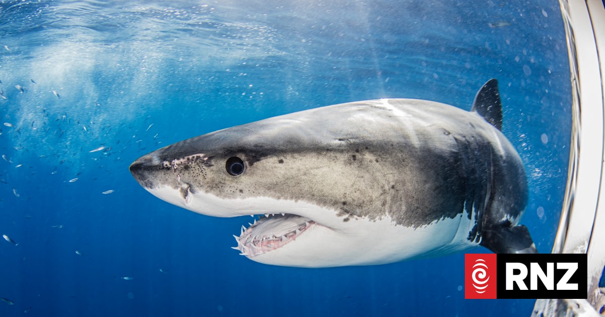 Explainer: Four people have died in shark attacks in Australia this year - should we be worried?