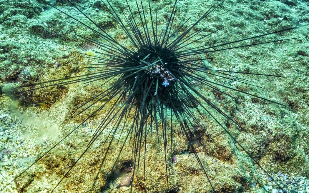 A dying long-spined sea urchin is pictured about 10 metres underwater on the Mediterranean sea floor off the shore of Lebanon's northern coastal city of Batroun on January 6, 2024. A parasite was found to be responsible for the massive death of long-spined sea urchins in the Red Sea's Gulf of Aqaba and off Oman during the start of summer 2023, and was suspected to spread to the Eastern Mediterranean thus wiping out all long-spined Diadema sea urchins which feed on algae and protect coral reefs from outgrowing algal blooms. (Photo by Ibrahim CHALHOUB / AFP)